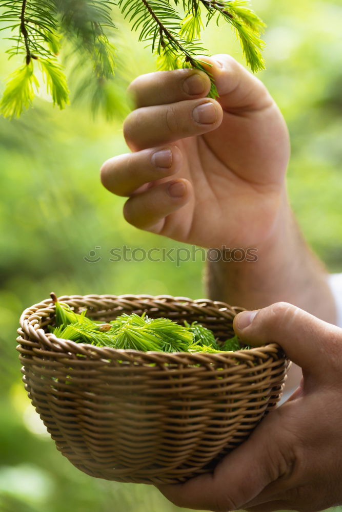 Similar – Pickled cucumbers made of home garden vegetables and herbs