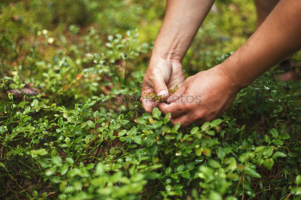 Similar – Image, Stock Photo Hand full of wild berries