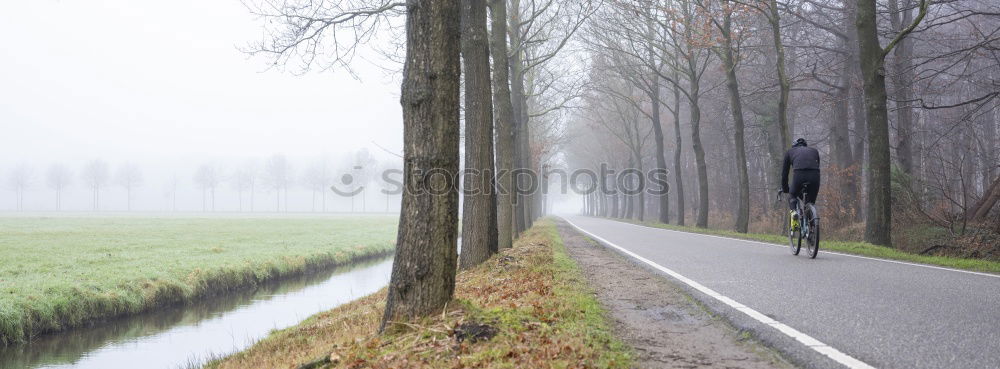 windschief ll Baum Herbst