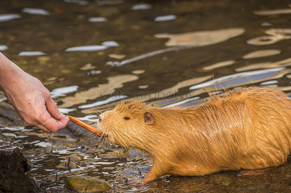 Similar – Frontal close up with a Coypu eating