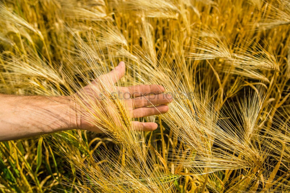 Similar – Image, Stock Photo Crop person walking in summer field