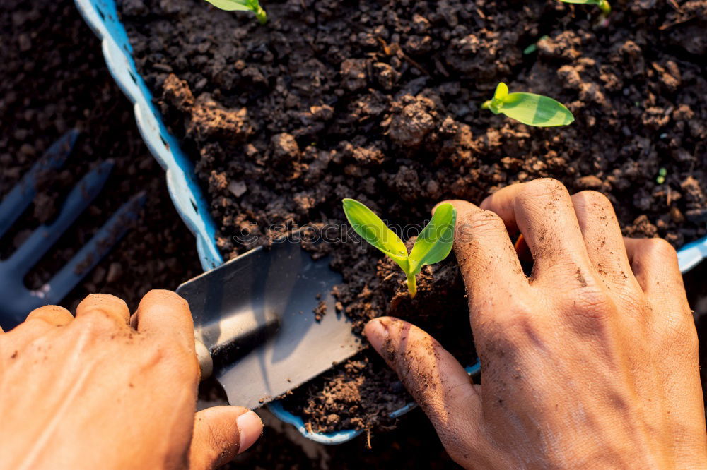 Similar – Image, Stock Photo A retired man plants sunflowers in his flower bed in Spring