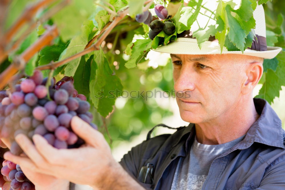 Similar – Young man harvesting apples