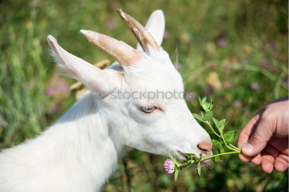 Similar – Image, Stock Photo Statue of white deer on middle finger