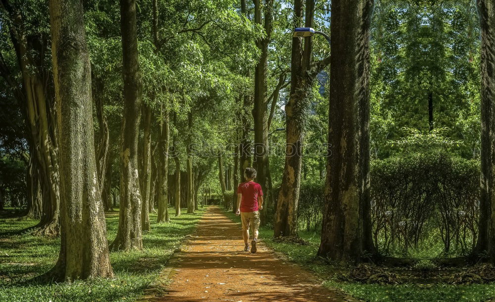 Similar – Image, Stock Photo Hiker in forest with hands up