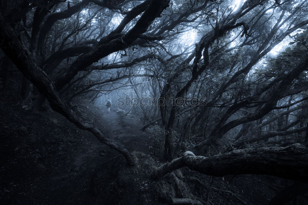 Similar – Image, Stock Photo dark hedges Environment