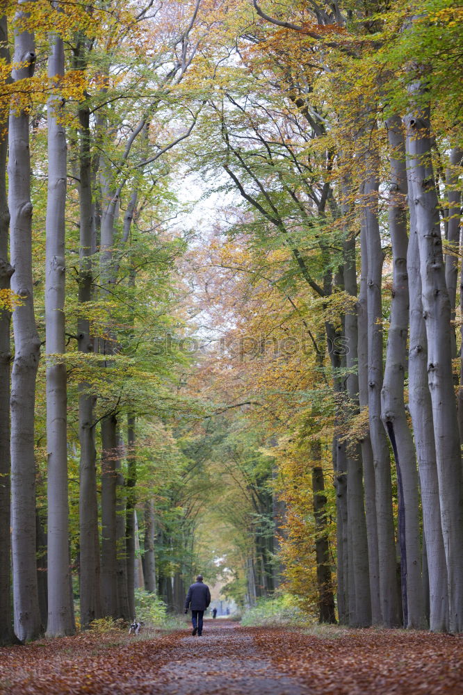 Similar – Image, Stock Photo Ghost forest in Nienhagen XIV