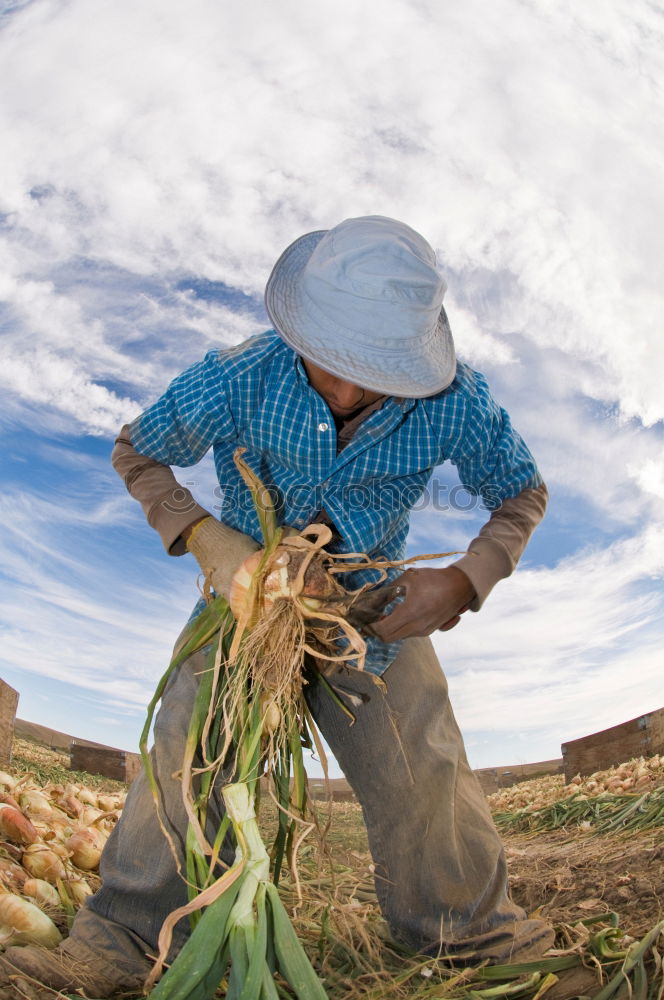 Similar – Foto Bild Kartoffelernte in Peru