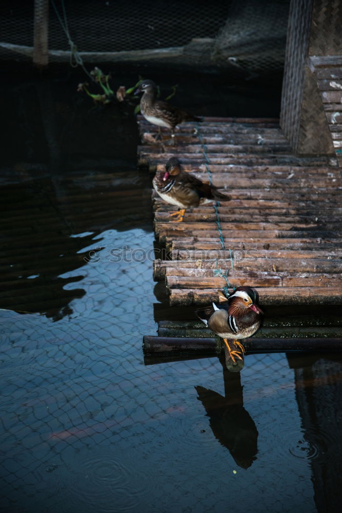 Similar – Image, Stock Photo Pigeons always confirm YOU!