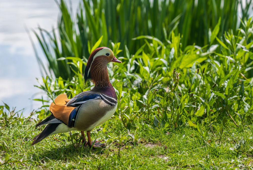 Similar – Foto Bild Enten eben Gras Vogel