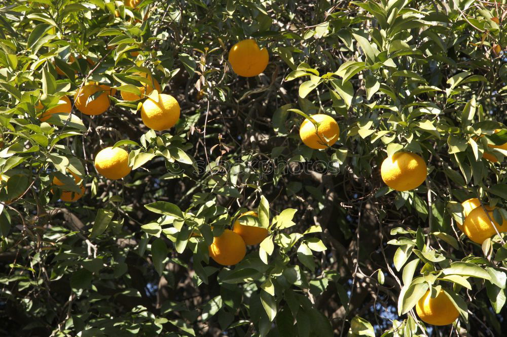 Similar – Image, Stock Photo Vitamin C tree.