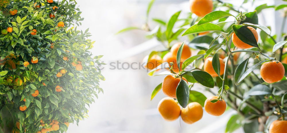 Image, Stock Photo SOUR MAKES FUN Fruit