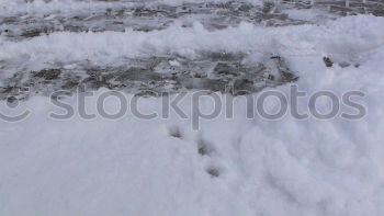 Similar – Foto Bild Let it snow! Schnee Katze