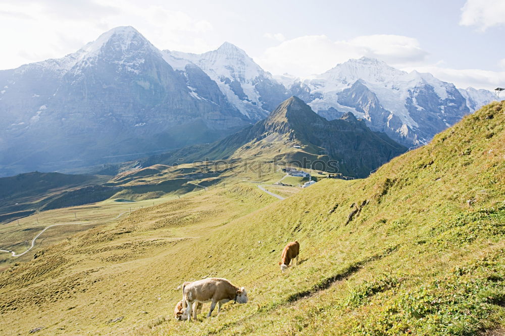 Similar – Guanaco Herd Animal