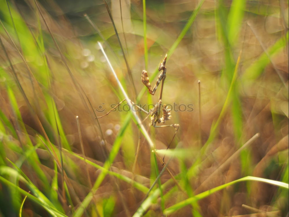 Similar – small butterfly Butterfly