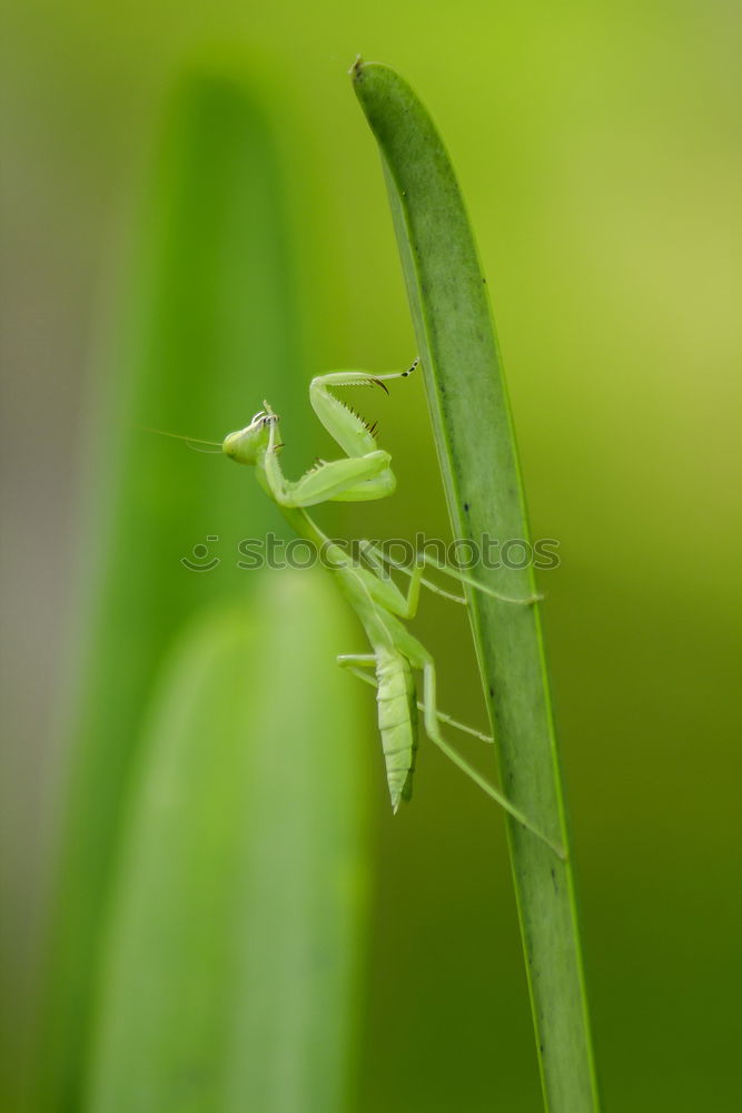 Similar – Beetle in green Antenna