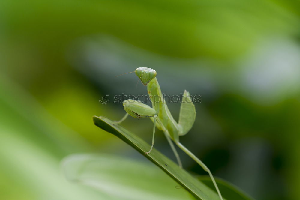 Similar – Foto Bild Kohlrabi grün frisch