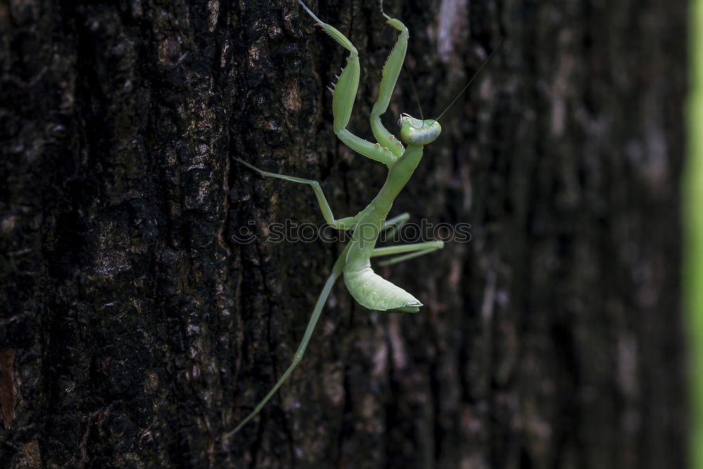 Similar – Foto Bild nature rules Baum