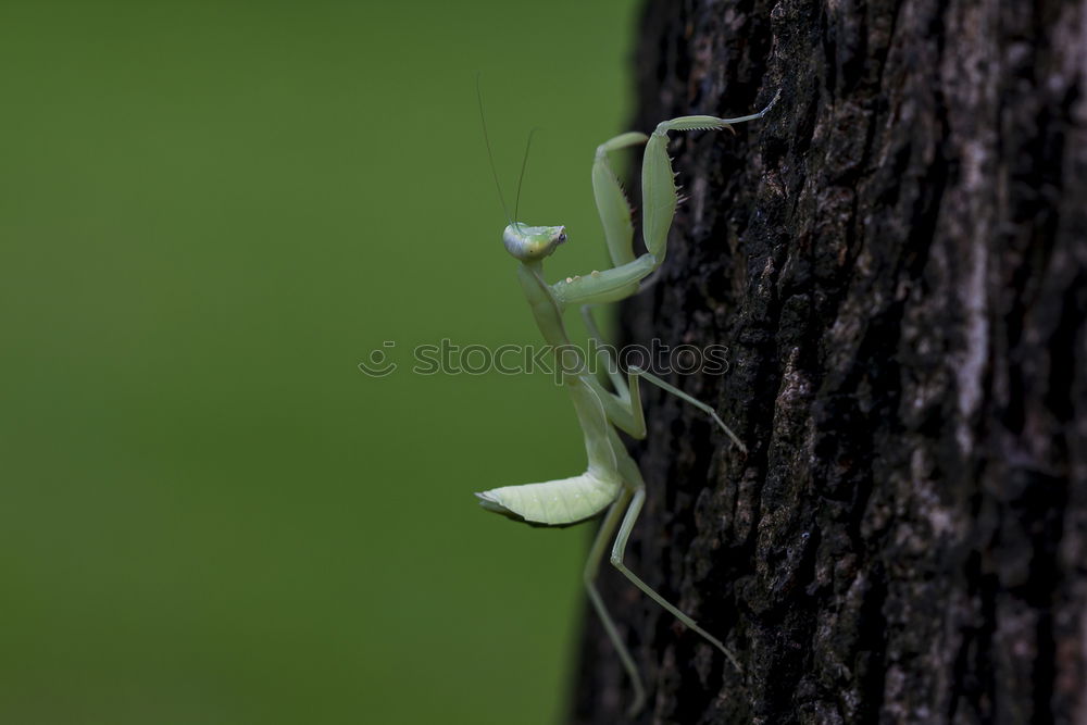 Similar – Image, Stock Photo omega magnifier Nature