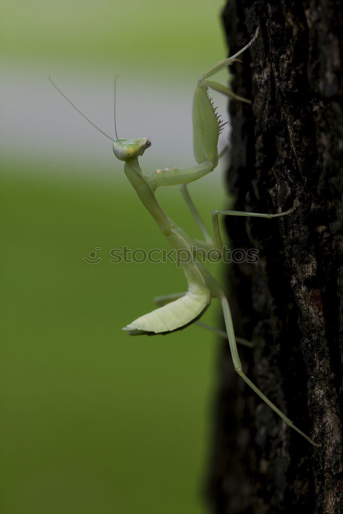 Similar – Locust, Insect Rear view