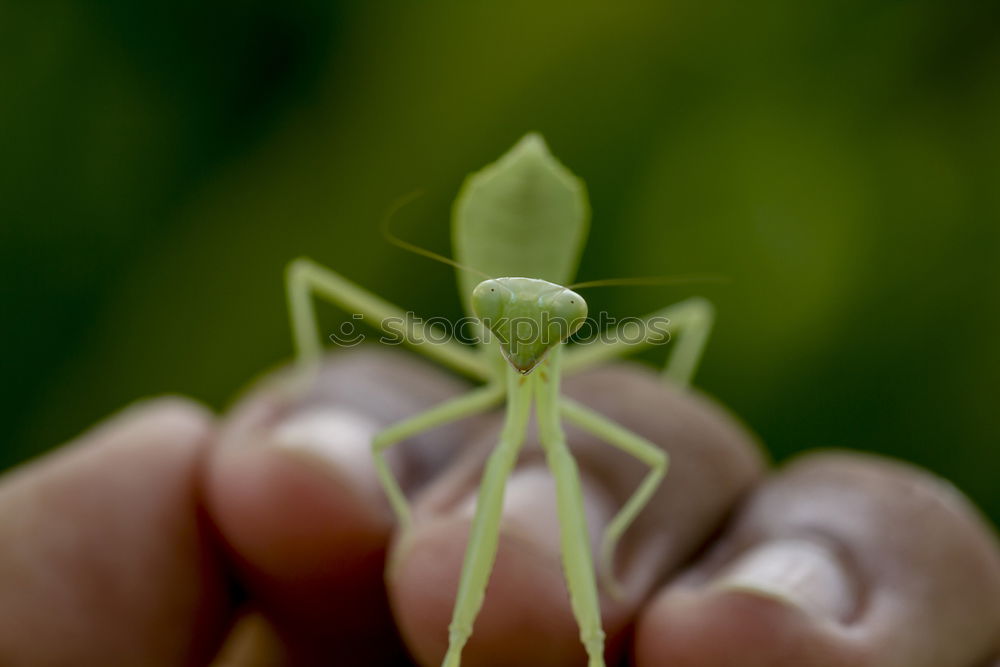 Similar – Image, Stock Photo captive Environment Nature