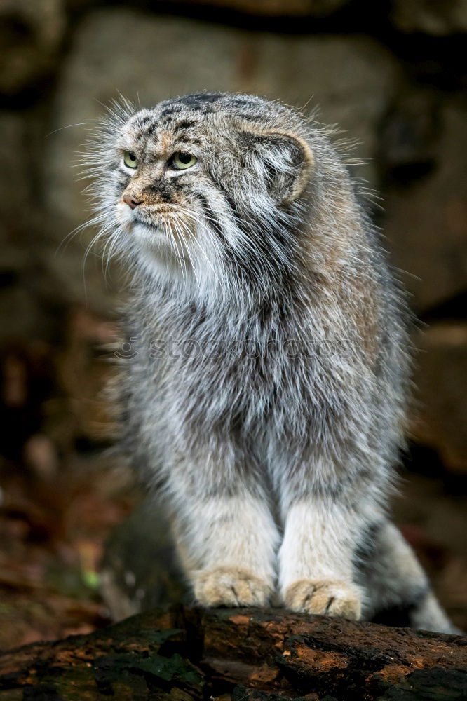 Similar – Close up portrait of manul kitten