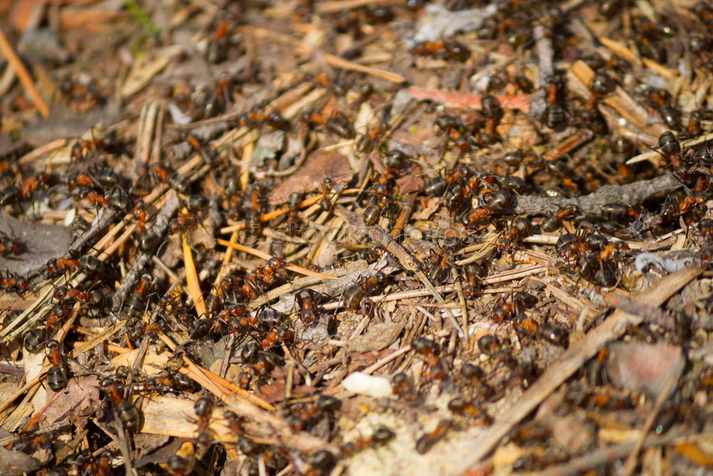 Similar – ants Ant Leaf Nest