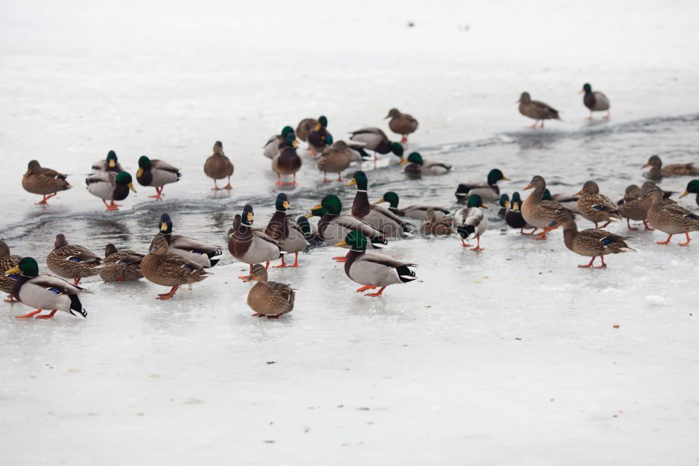 Similar – Image, Stock Photo garbENTEich