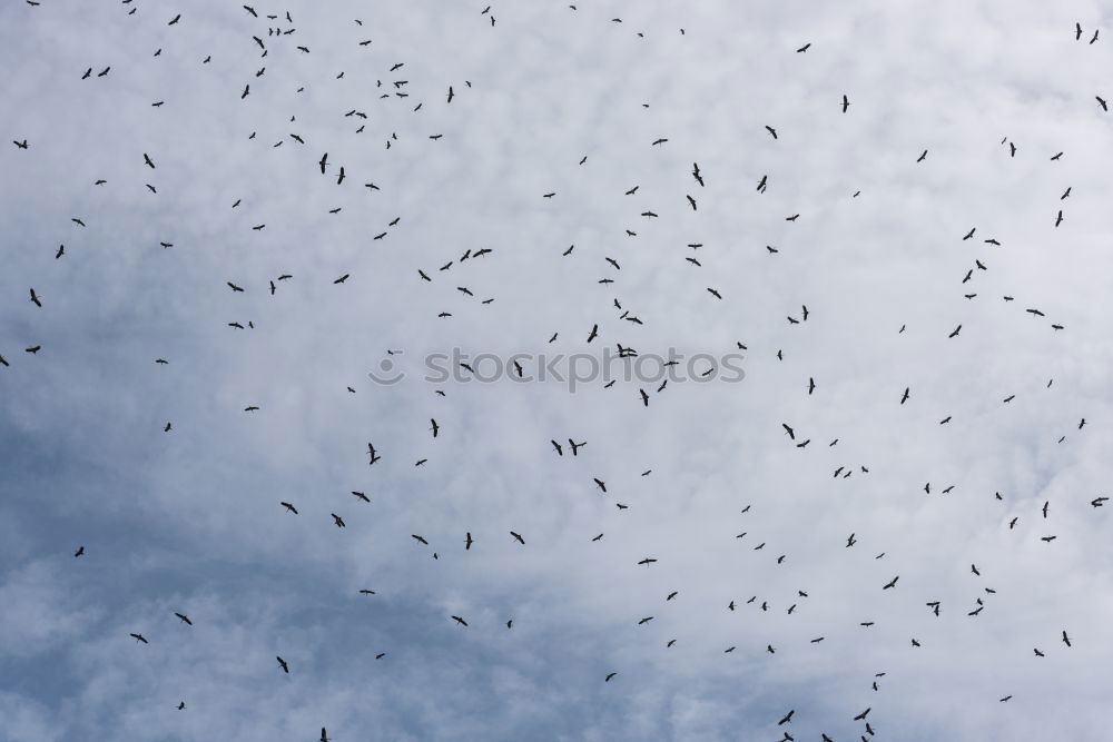 Similar – Vögel Vogel Bewegung