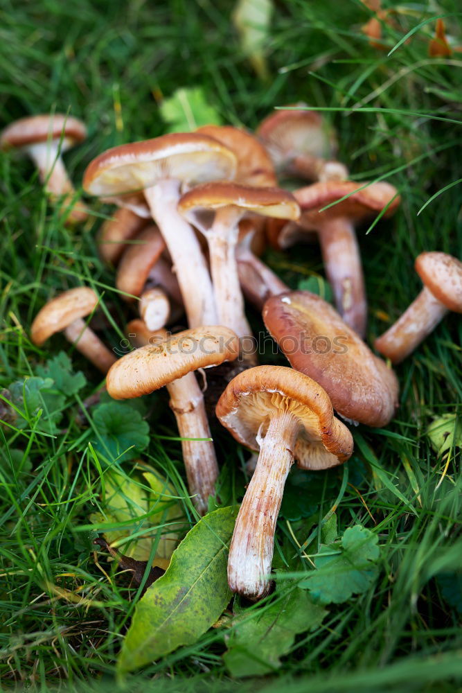 Similar – Image, Stock Photo 3 Boletus Leaf Forest