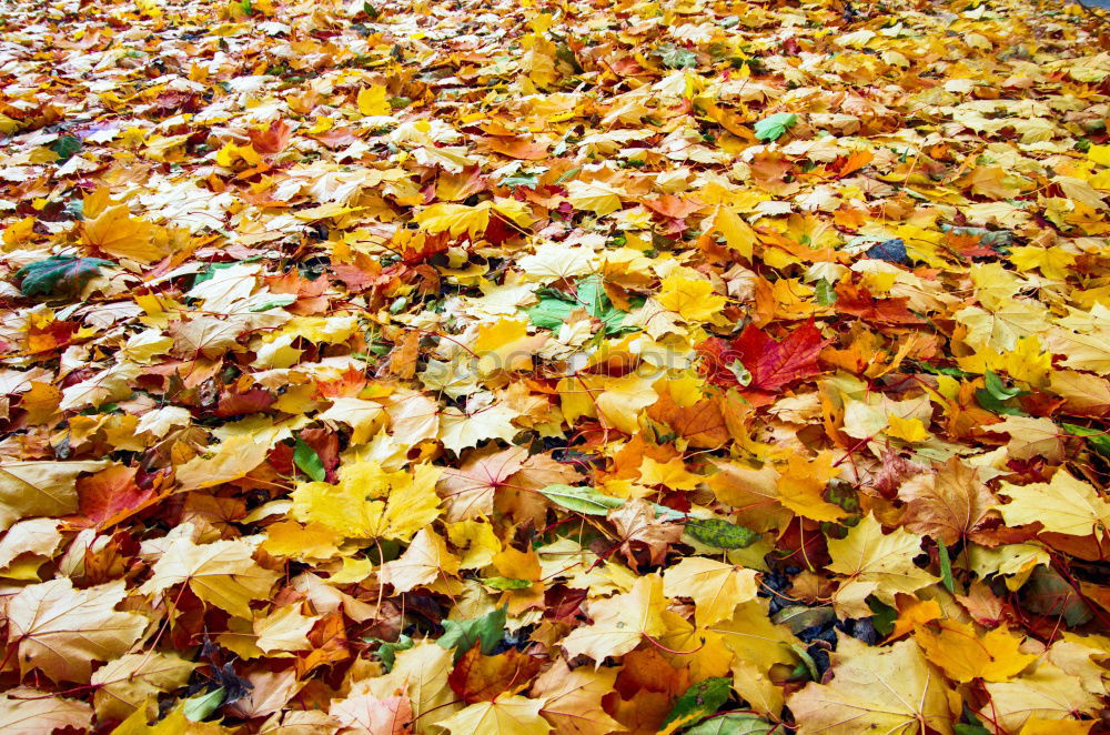 Similar – autumn Herbst Blatt Gras