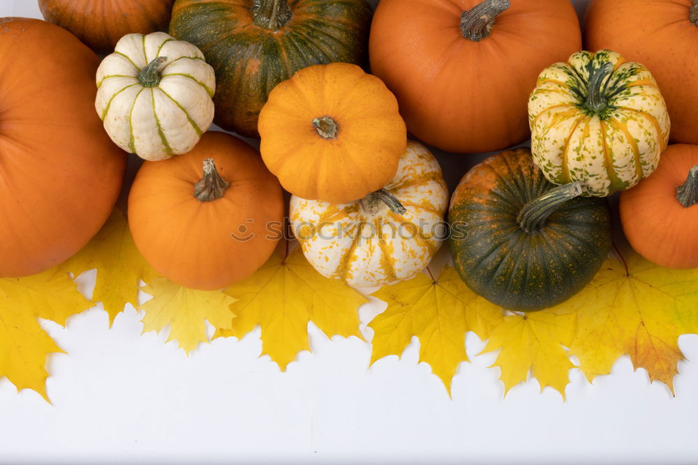 Similar – Pumpkin with colourful autumn leaves