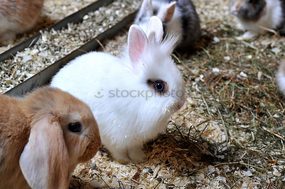 Similar – Image, Stock Photo That’s why there’s straw