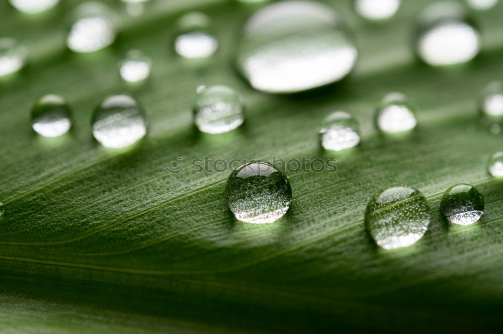 Drops on reed Environment