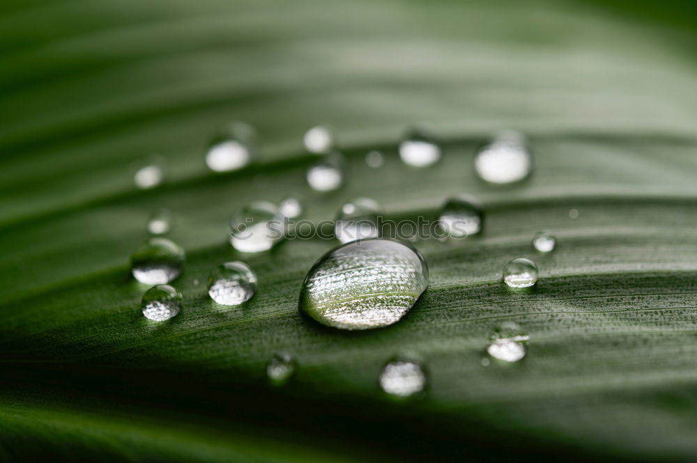 Similar – tears of nature Plant