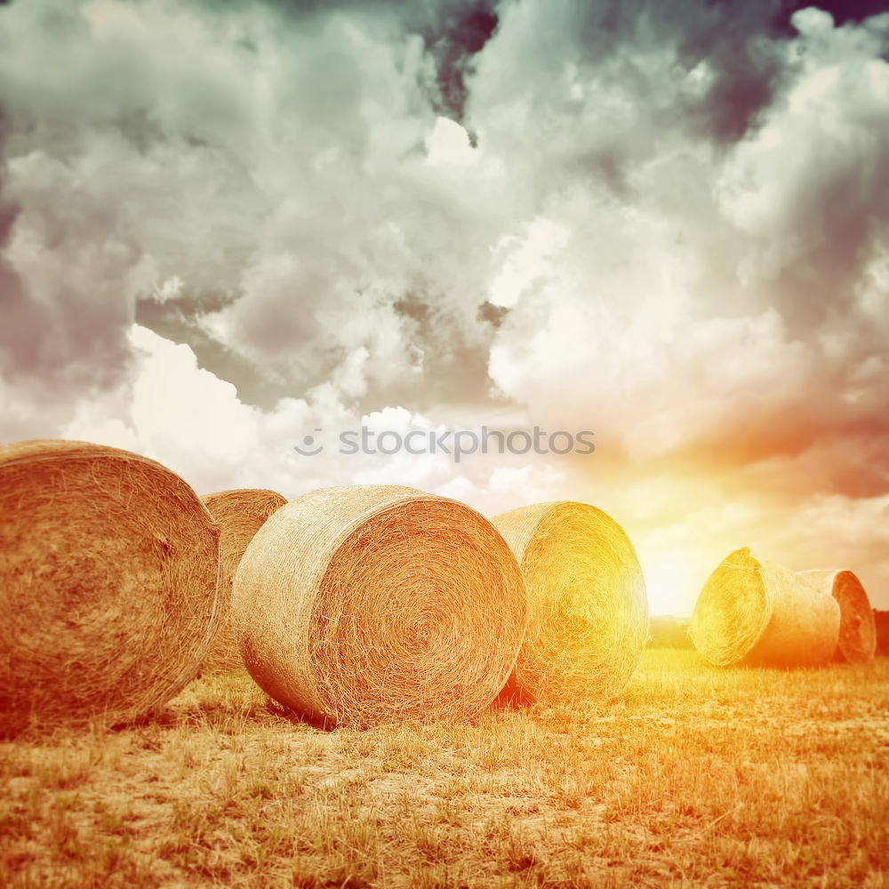 Similar – Image, Stock Photo harvest time Environment