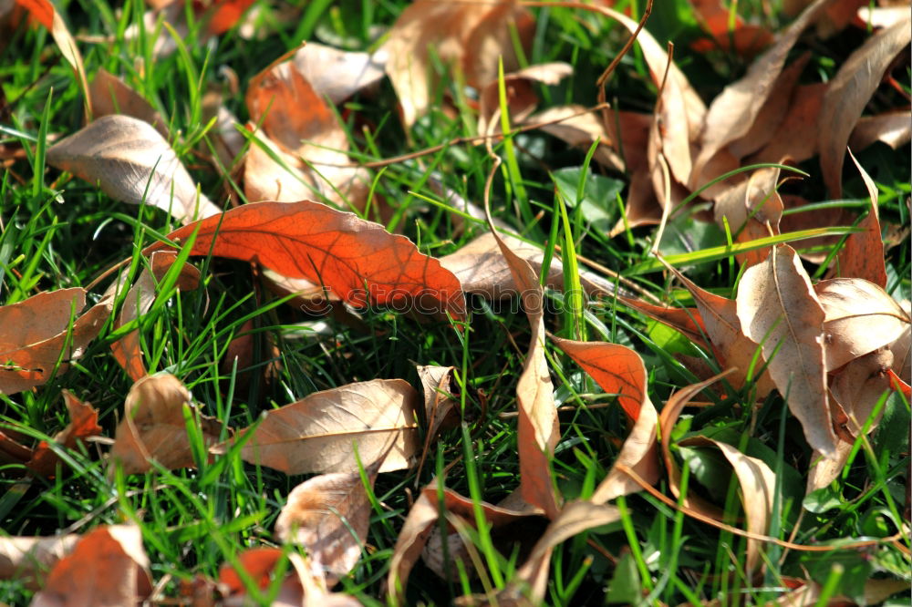 Similar – Herbstlaub Gras grün Blatt