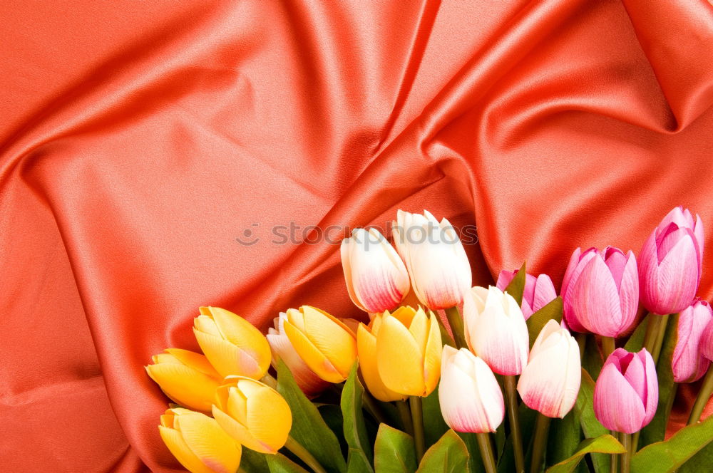 Similar – tulips Tulip Red