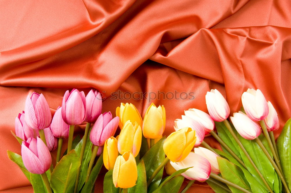 Three tulips on a red wooden background