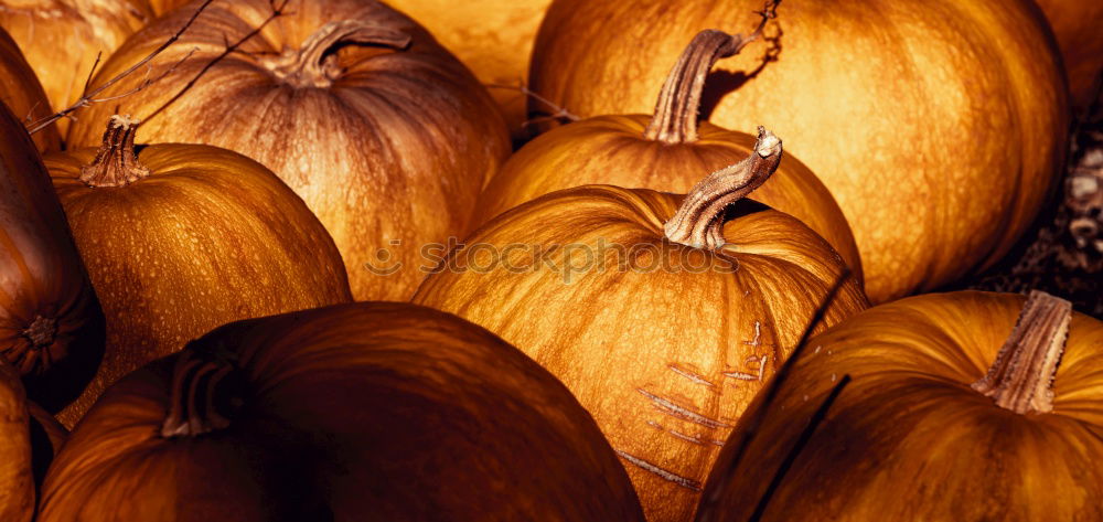 Similar – Image, Stock Photo pumpkin Colour photo Light