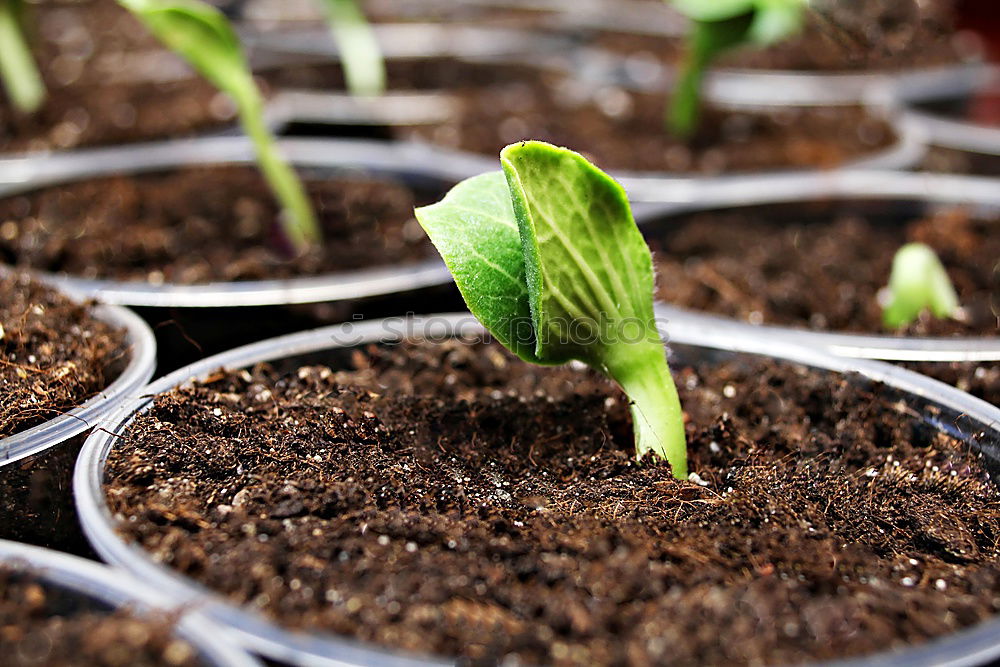 Similar – Image, Stock Photo Beetroot plant in an earthen pot in a raised bed between small salad plants