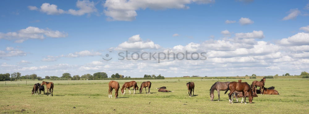 Similar – Horses in front of an idyllic hill