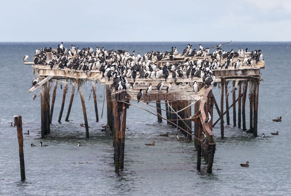 Similar – pier 39 Jetty Ocean