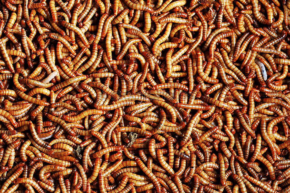 Similar – worm pile Worm