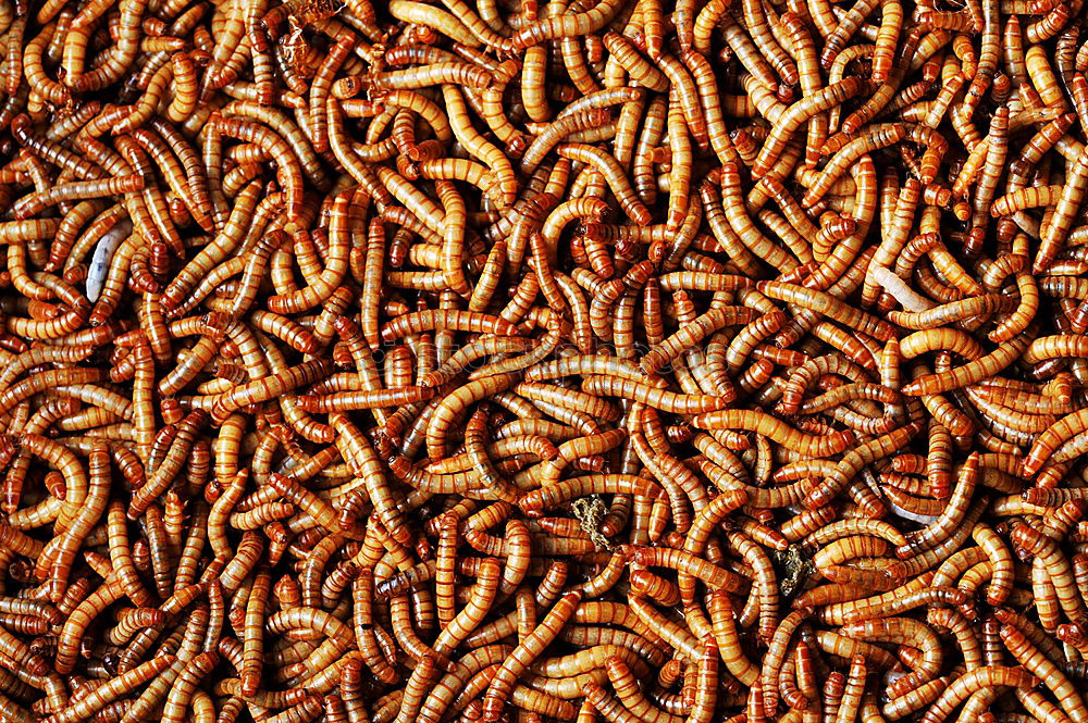 Similar – worm pile Worm