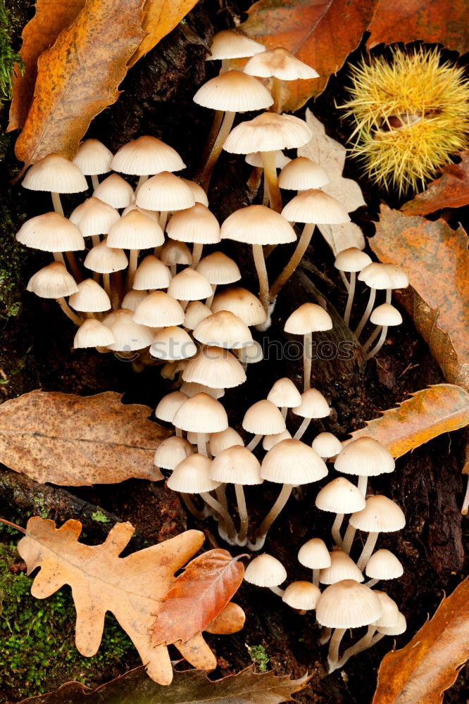 Similar – Image, Stock Photo Mushroom Impressions Tree