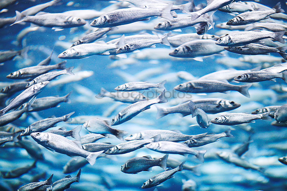 Image, Stock Photo curious onlookers Ocean