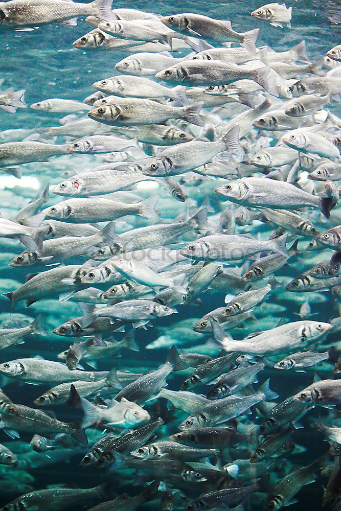 Similar – Image, Stock Photo curious onlookers Ocean