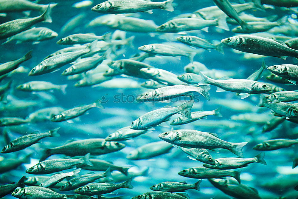 Similar – Image, Stock Photo curious onlookers Ocean