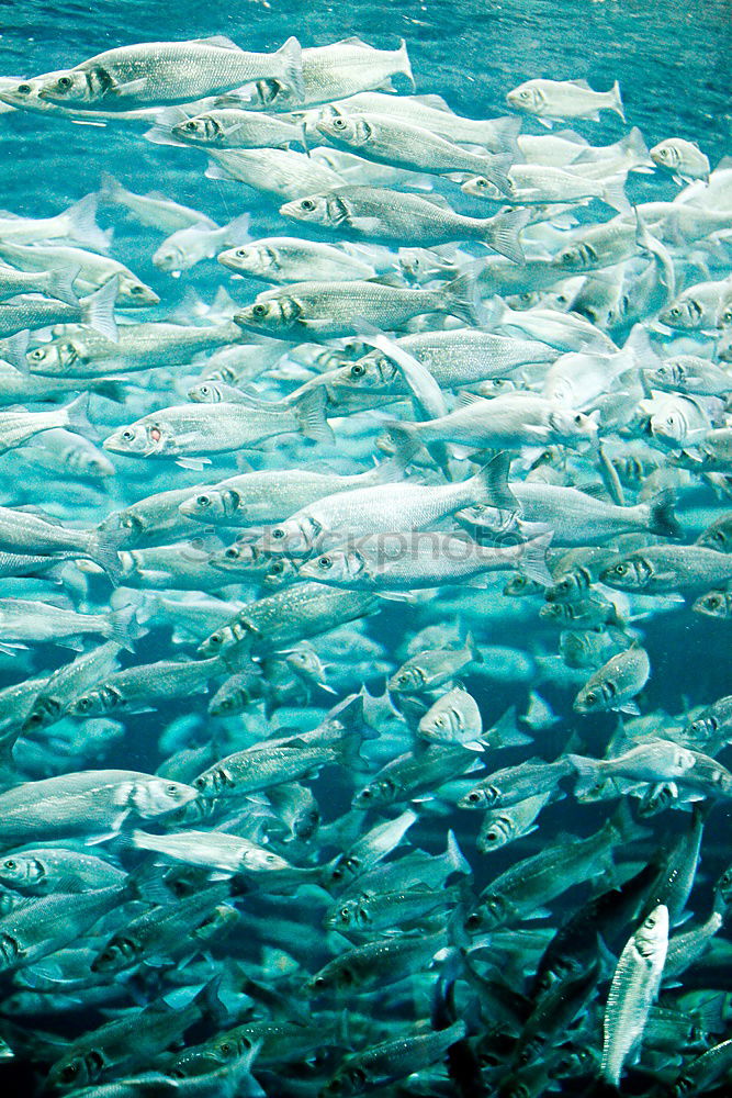 Similar – Image, Stock Photo curious onlookers Ocean